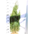 Oszlopos, kék oregoni hamisciprus Chamaecyparis lawsoniana 'Columnaris' FL 100-125 cm