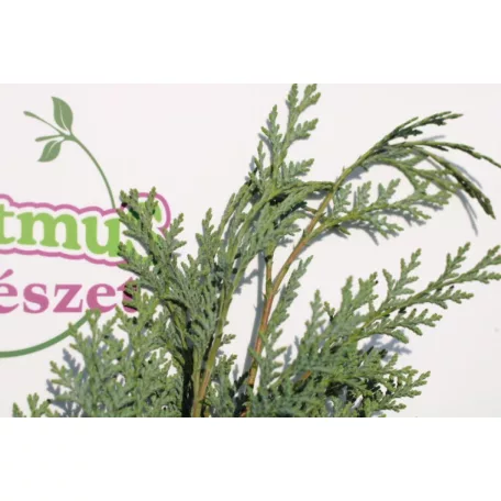 Oszlopos, kék oregoni hamisciprus Chamaecyparis lawsoniana 'Columnaris' FL 100-125 cm