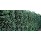 Oregoni hamisciprus Chamaecyparis lawsoniana 'Ellwoodii' FL 60-80 cm
