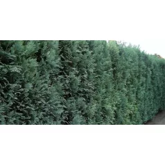   Oregoni hamisciprus Chamaecyparis lawsoniana 'Ellwoodii' FL 60-80 cm