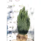 Oregoni hamisciprus Chamaecyparis lawsoniana 'Ellwoodii' FL 60-80 cm