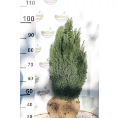  Oregoni hamisciprus Chamaecyparis lawsoniana 'Ellwoodii' FL 60-80 cm