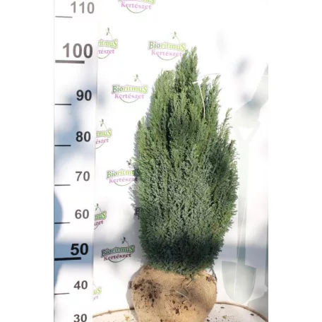 Oregoni hamisciprus Chamaecyparis lawsoniana 'Ellwoodii' FL 60-80 cm