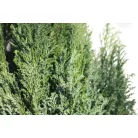 Oregoni hamisciprus Chamaecyparis lawsoniana 'Ellwoodii' FL 60-80 cm
