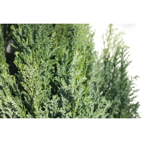Oregoni hamisciprus Chamaecyparis lawsoniana 'Ellwoodii' FL 60-80 cm