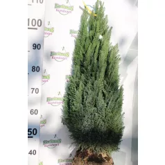  Oregoni hamisciprus Chamaecyparis lawsoniana 'Ellwoodii' FL 80-100 cm