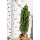 Törpe zöld oregoni hamisciprus Chamaecyparis lawsoniana 'Erecta Viridis Nana' FL 80-100 cm