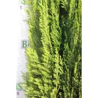 Törpe zöld oregoni hamisciprus Chamaecyparis lawsoniana 'Erecta Viridis Nana' FL 80-100 cm