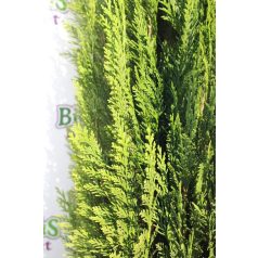   Törpe zöld oregoni hamisciprus Chamaecyparis lawsoniana 'Erecta Viridis Nana' FL 80-100 cm