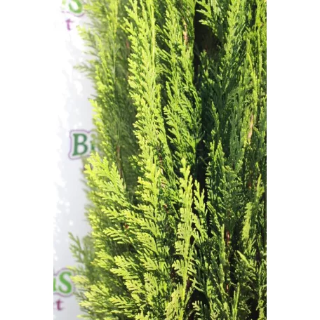 Törpe zöld oregoni hamisciprus Chamaecyparis lawsoniana 'Erecta Viridis Nana' FL 80-100 cm