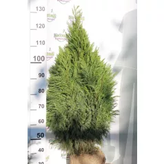   Oregoni hamisciprus 'Pottenii' Chamaecyparis lawsoniana 'Pottenii' FL 100-125 cm