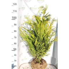   Arany oregoni hamisciprus Chamaecyparis lawsoniana 'Stardust' FL 80-100 cm