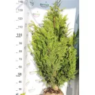 Arany oregoni hamisciprus Chamaecyparis lawsoniana 'Stardust' FL 100-125 cm