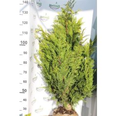   Arany oregoni hamisciprus Chamaecyparis lawsoniana 'Stardust' FL 100-125 cm