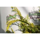 Arany oregoni hamisciprus Chamaecyparis lawsoniana 'Stardust' FL 100-125 cm