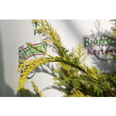   Arany oregoni hamisciprus Chamaecyparis lawsoniana 'Stardust' FL 100-125 cm