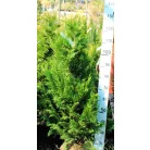 Arany oregoni hamisciprus Chamaecyparis lawsoniana 'Stardust' FL 100-125 cm