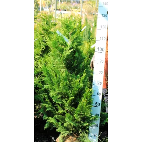 Arany oregoni hamisciprus Chamaecyparis lawsoniana 'Stardust' FL 100-125 cm