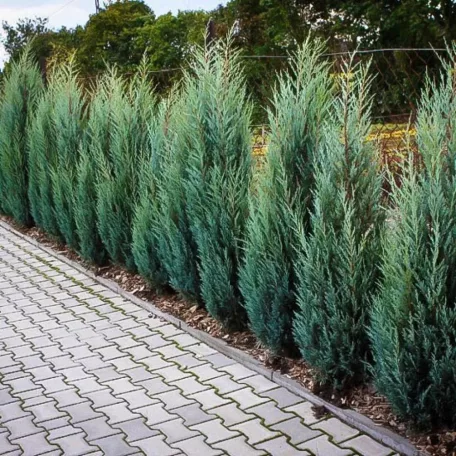 Oregoni ezüst boróka Juniperus scopulorum 'Moonlight' FL 80/100 cm