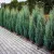 Oregoni ezüst boróka Juniperus scopulorum 'Moonlight' FL 80/100 cm