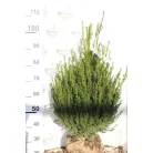 Taxus baccata Tiszafa FL 80-100 cm