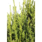 Taxus baccata Tiszafa FL 80-100 cm