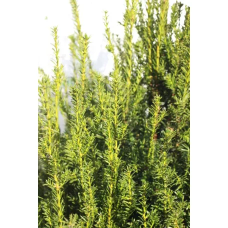 Taxus baccata Tiszafa FL 80-100 cm