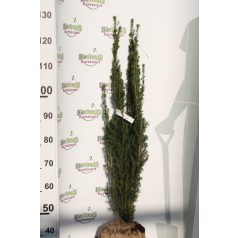 Oszlopos tiszafa Taxus baccata Fastigiata FL 125/150
