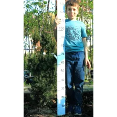   Oszlopos tiszafa (termős) Taxus media 'Hicksii' FL 100-125 cm