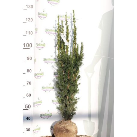 Oszlopos tiszafa (termős) Taxus media 'Hicksii'  FL 100-125 cm