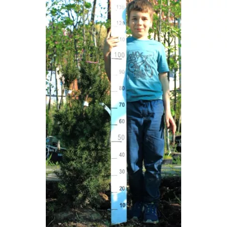 Oszlopos tiszafa (termős) Taxus media 'Hicksii' FL 100-125 cm