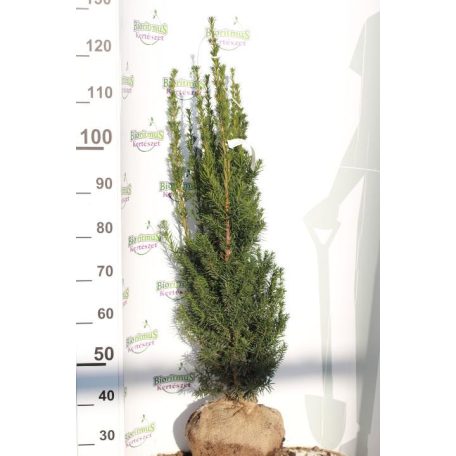 Oszlopos tiszafa Taxus media 'Hillii' (hímivarú) FL 80-100 cm