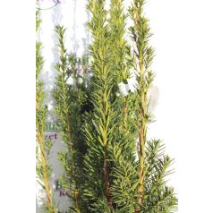   Oszlopos tiszafa Taxus media 'Hillii' (hímivarú) FL 80-100 cm