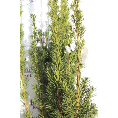 Oszlopos tiszafa Taxus media 'Hillii' (hímivarú) FL 80-100 cm