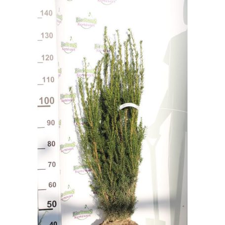 Oszlopos tiszafa Taxus baccata 'Lakatos'  FL 100-125 cm