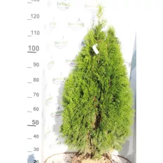   Smaragd tuja Thuja occidentalis 'Smaragd' FL 80-100 cm