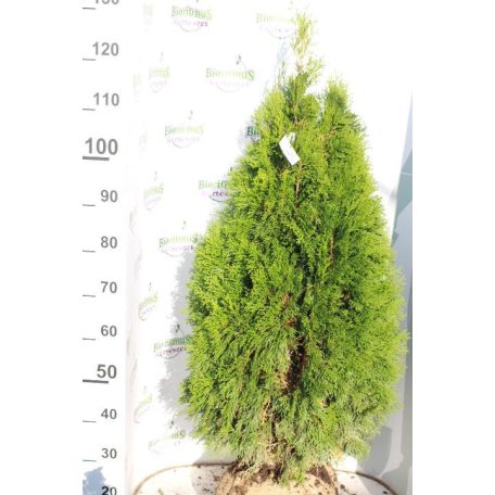 Smaragd tuja Thuja occidentalis 'Smaragd' FL 80-100 cm
