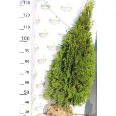   Smaragd tuja Thuja occidentalis 'Smaragd' FL 100/125 cm