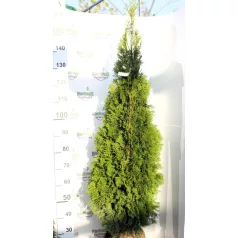 Smaragd tuja Thuja occidentalis 'Smaragd' FL 125+