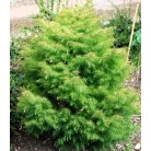 Japánciprus Cryptomeria japonica 'Elegans Viridis' FL 80 cm