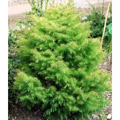   Japánciprus Cryptomeria japonica 'Elegans Viridis' FL 80 cm