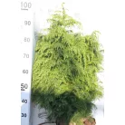 Japánciprus Cryptomeria japonica 'Elegans Viridis' FL 80 cm