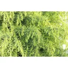 Japánciprus Cryptomeria japonica 'Elegans Viridis' FL 80 cm