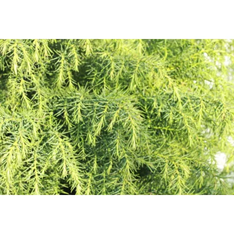 Japánciprus Cryptomeria japonica 'Elegans Viridis' FL 80 cm
