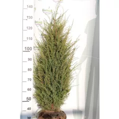   Ír oszlopos boróka Juniperus communis 'Hibernica' FL 125-150 cm