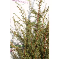  Ír oszlopos boróka Juniperus communis 'Hibernica' FL 125-150 cm