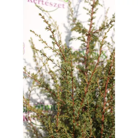 Ír oszlopos boróka Juniperus communis 'Hibernica' FL 125-150 cm