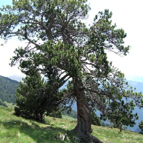 Kampósfenyő Pinus uncinata FL 60-80 cm