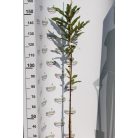 Szelídgesztenye Castanea sativa K5 125-150 cm