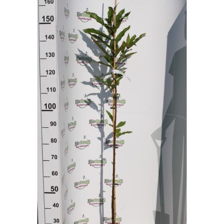 Szelídgesztenye Castanea sativa K5 125-150 cm